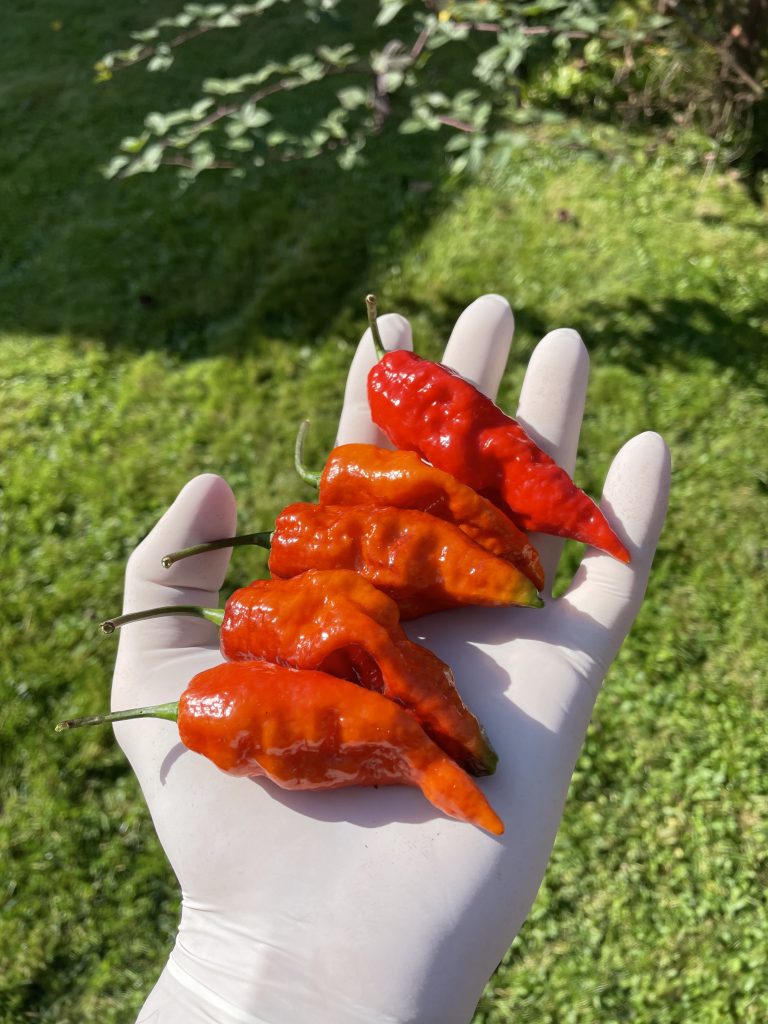 Moruga x Ping Tiger