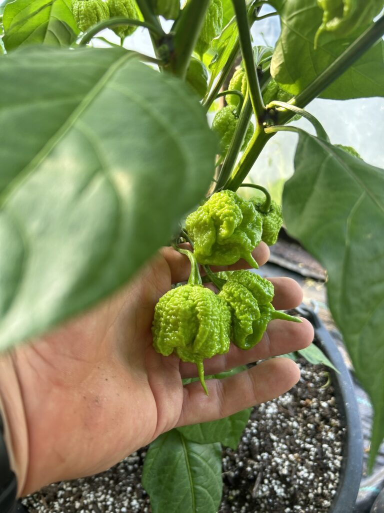 7 pot