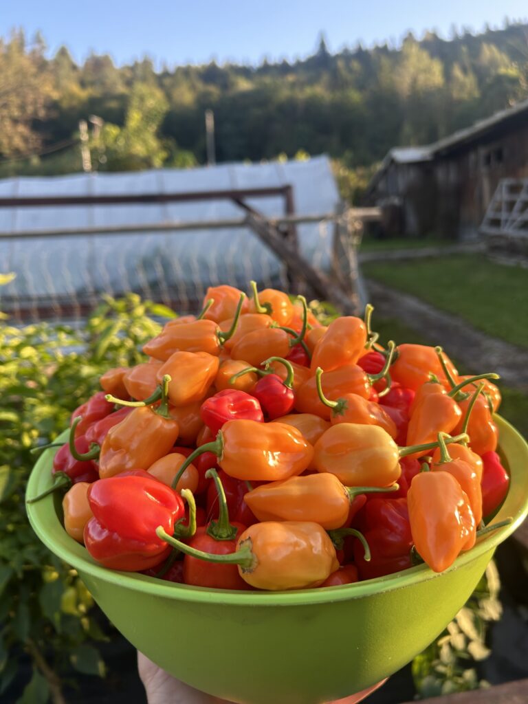 Habanero